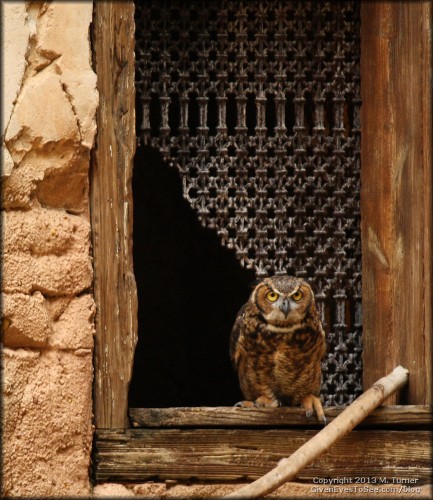 Beautiful owl.