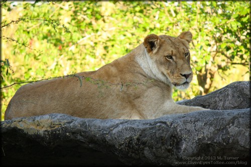Lioness on the rocks