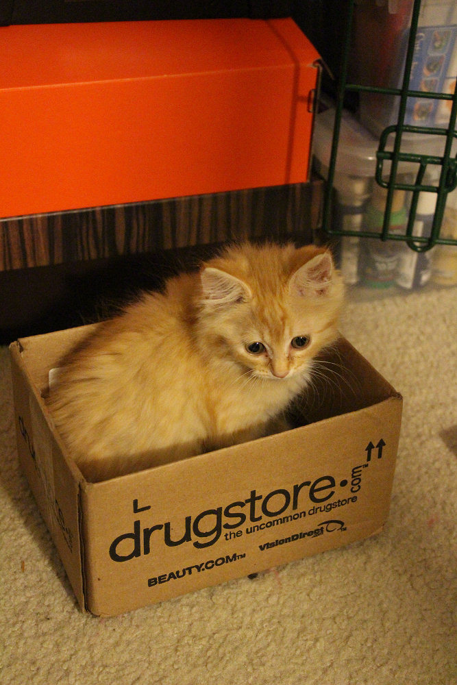 Even at 7 weeks old, she's powerless to resist the lure of a cat trap box!