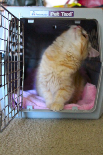 Ginger checks out the pet carrier (and bites the plastic.)