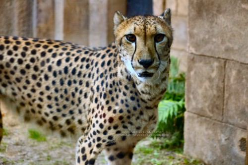 Cheetah at Busch Gardens Tampa (click for larger)
