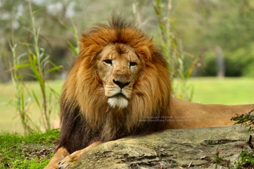 Lion at Busch Gardens Tampa (click for larger)