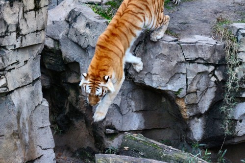 Tiger at Busch Gardens Tampa (click for larger)