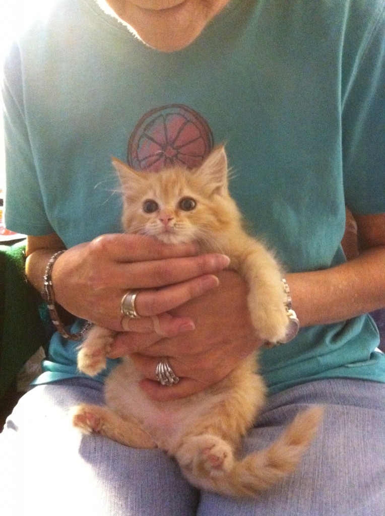 baby orange tabby kitten fluffy kitty