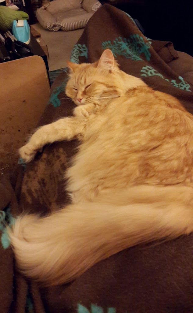 longhaired fluffy orange tabby cat sleeping on blanket on lap, lapcat snoozing kitty