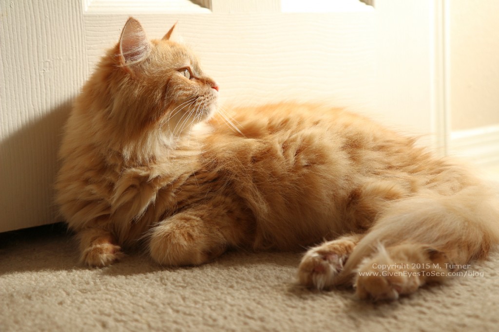 fluffy orange tabby cat laying in a sunbeam